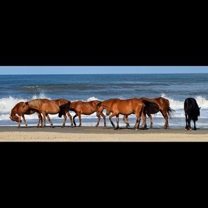 Meet your Posher, Julie